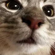 ぽたこ　お値下げは希望価格教えてね。の画像