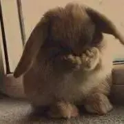 ぴょんの画像