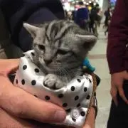 （＾ω＾）の画像