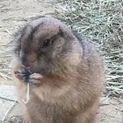 かぐやの画像