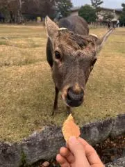 のびた