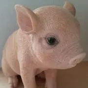 だおの画像