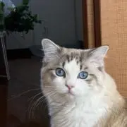 ハナの画像