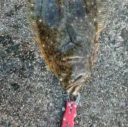 jcarpno1