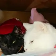 にゃんたろう