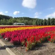 よっしーの画像