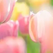 もなかの画像