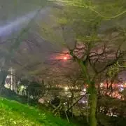 染井吉野の画像