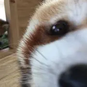 みるくの画像