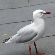Amir