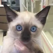 わらびの画像