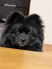 ちいたんの画像