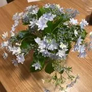 紫陽花⭐︎の画像
