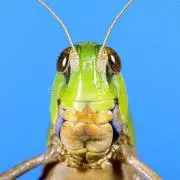 せんすなさおの画像