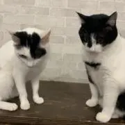 もも