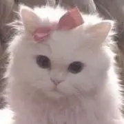 Napi shopの画像