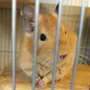 ディープ