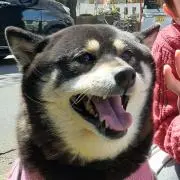 きなこ
