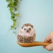 ゆっこの画像