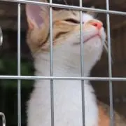 レゴ