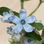 マミー