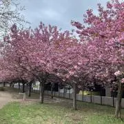 SAKURAの画像
