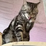 半熟たまごの画像