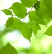 Atelierの画像