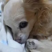 だんちゃんの画像