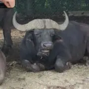 さばかんの画像