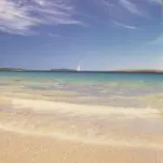楓の画像