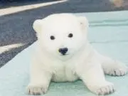 くま