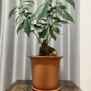 coco&lilyの画像