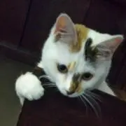 YUUの画像