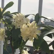 champooの画像