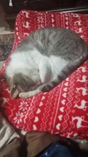 Jの画像