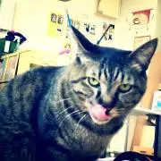 ねこ