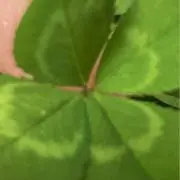 あめちゃんの画像