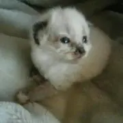 わんにゃん大好き