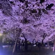 あやの画像