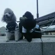 ピンキーの画像