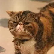 シード