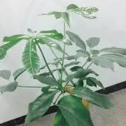 sususueeeの画像