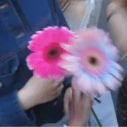 みみりんの画像