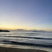 セサミの画像