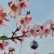 シロの画像