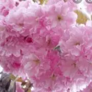 はなもも⭐︎の画像
