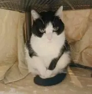 nekonekoの画像