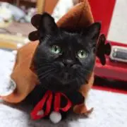 クロちゃんの画像