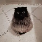 ショーの画像